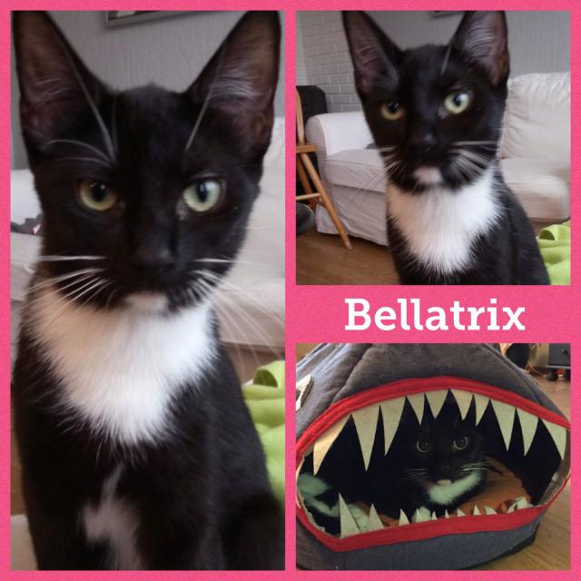 Bellatrix0318.jpg