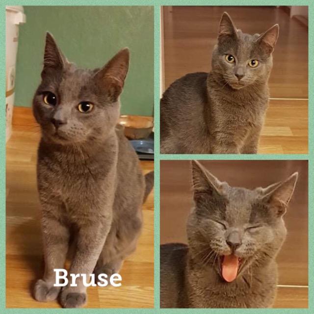 Bruse1118.jpg