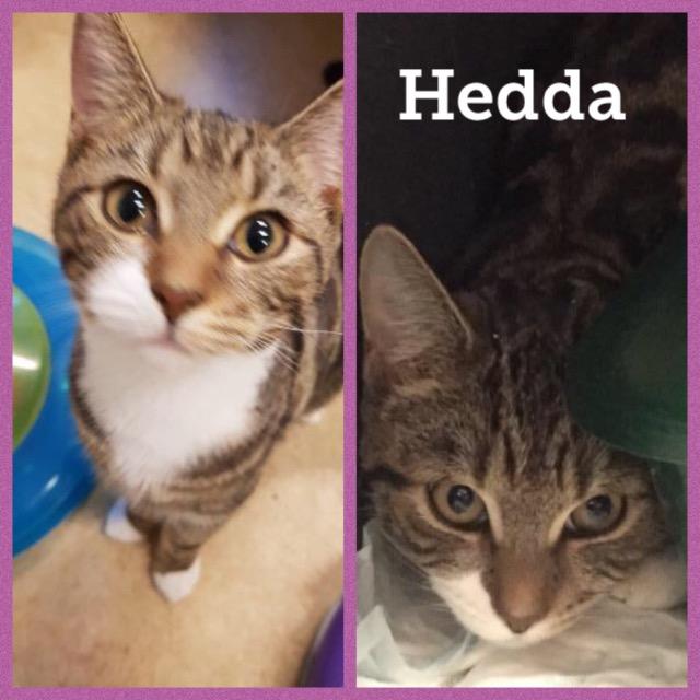 Hedda1018.jpg