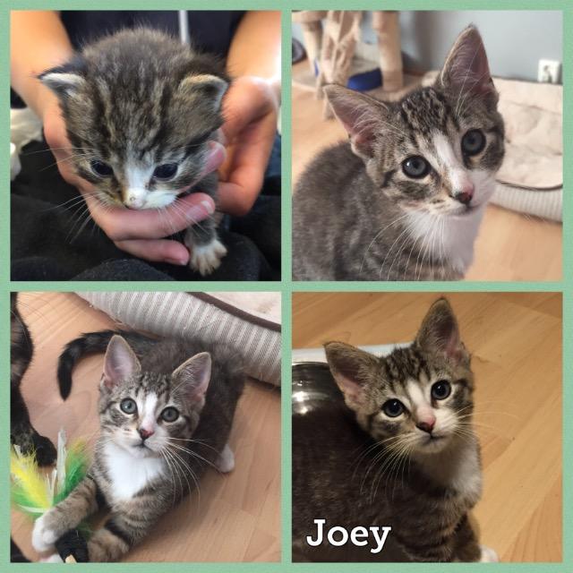 Joey1118.jpg