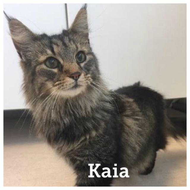 Kaia0718.jpg