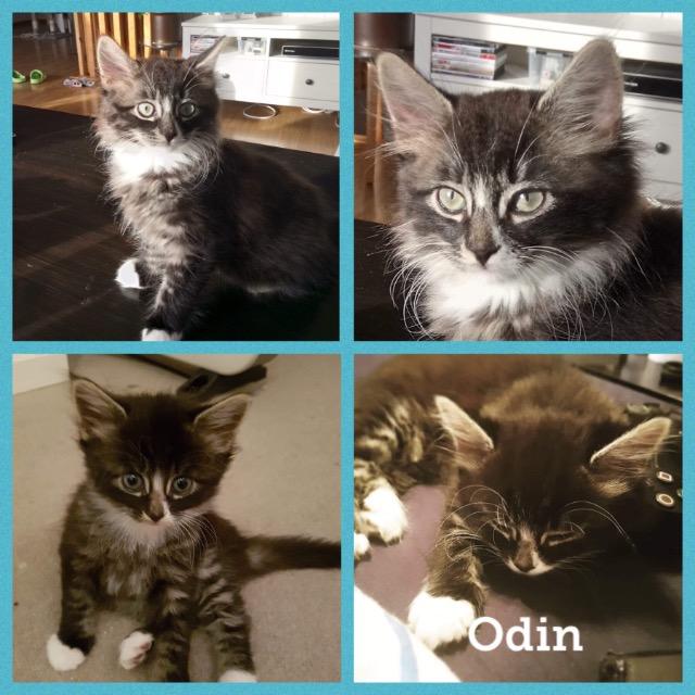 Odin0718.jpg