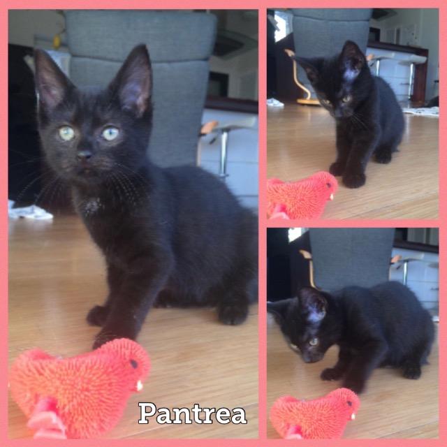 Pantrea1218.jpg