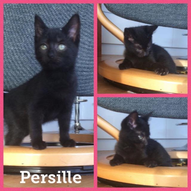 Persille1218.jpg