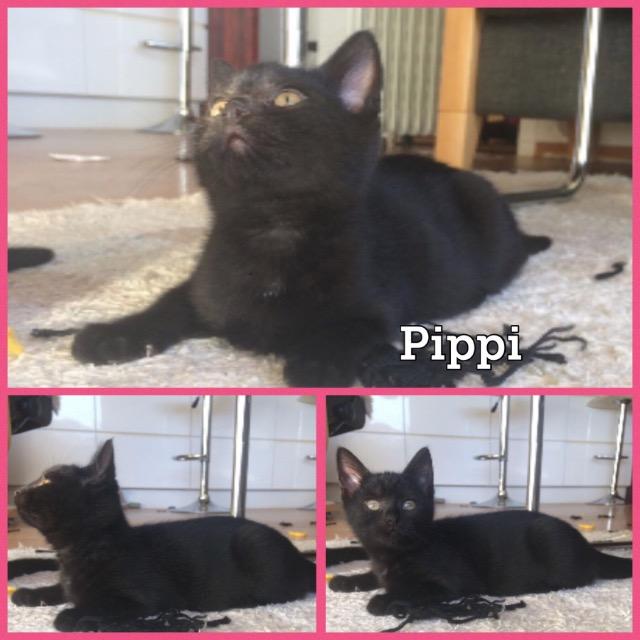 Pippi1218.jpg