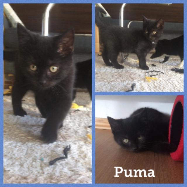 Puma1218.jpg
