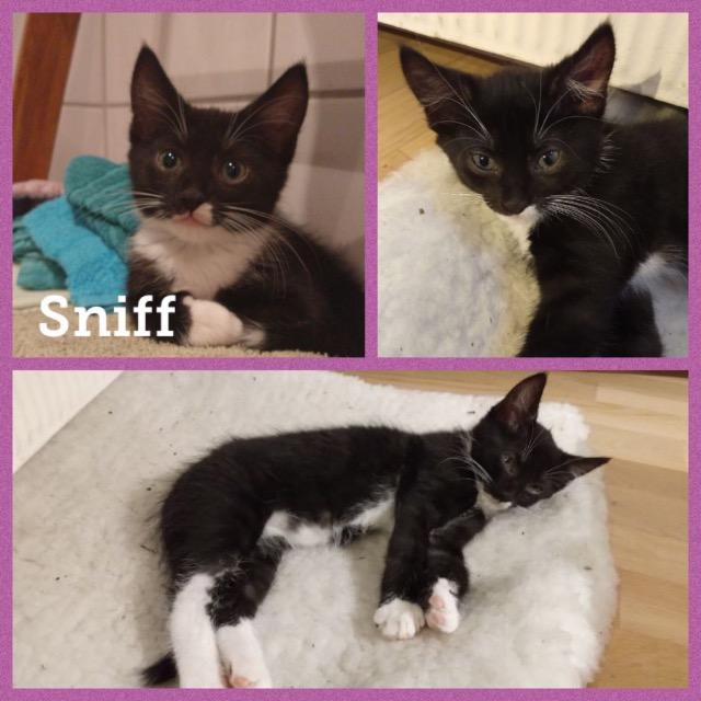 Sniff1218.jpg