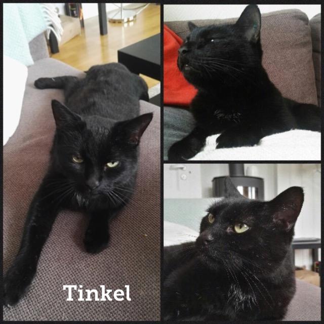 Tinkel0518.jpg