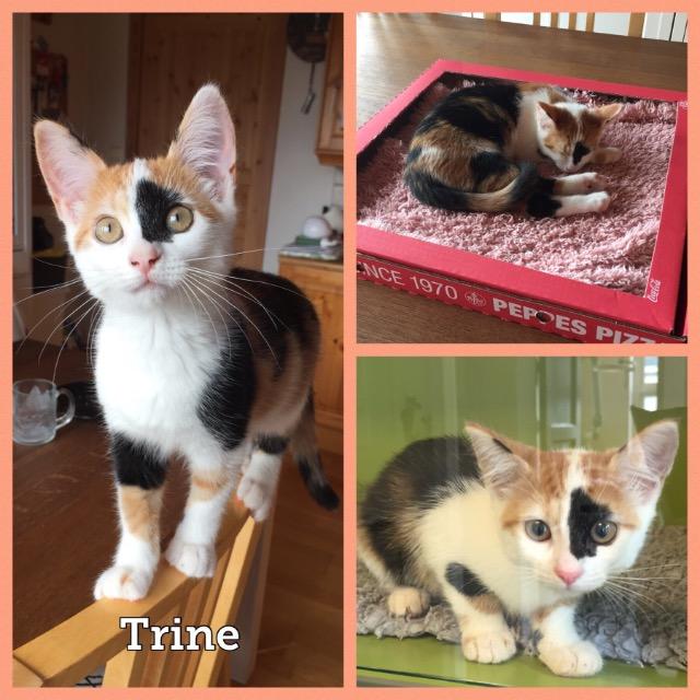 Trine0918.jpg