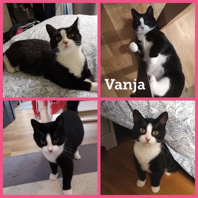 Vanja1018.jpg
