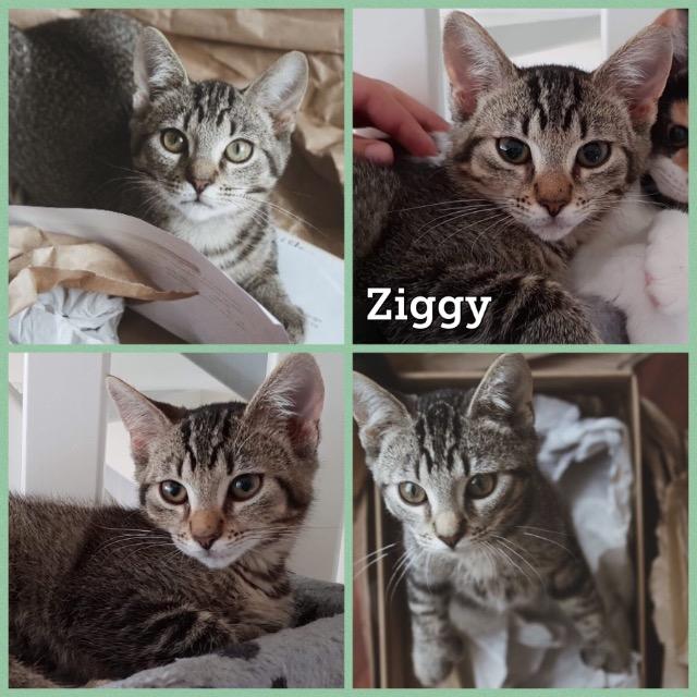 Ziggy0918.jpg