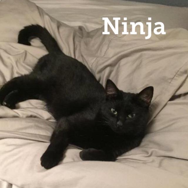 Ninja1218.jpg