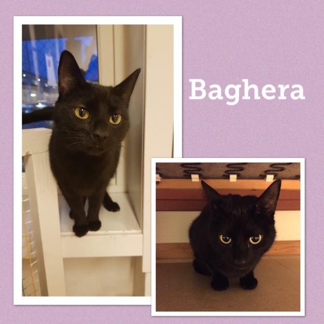 Baghera0119.jpg