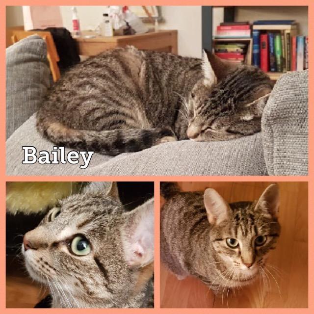 Bailey0119.jpg