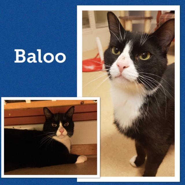 Baloo0119.jpg
