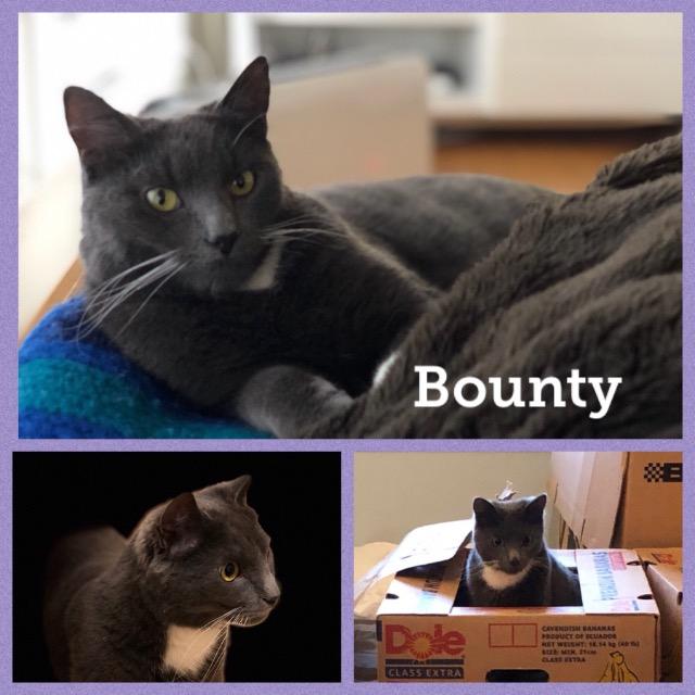 Bounty0119.jpg