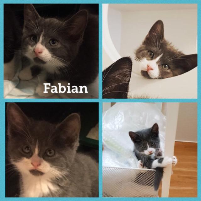 Fabian0119.jpg