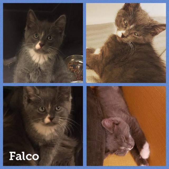 Falco0119.jpg