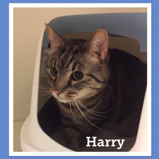 Harry0119.jpg