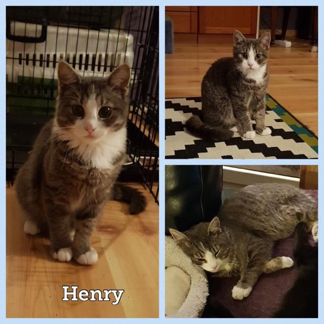 Henry0219.jpg
