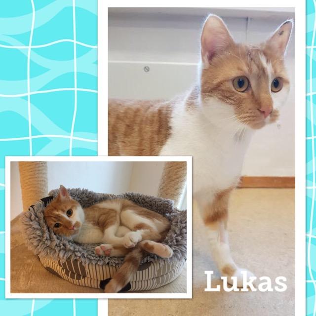 Lukas1218.jpg