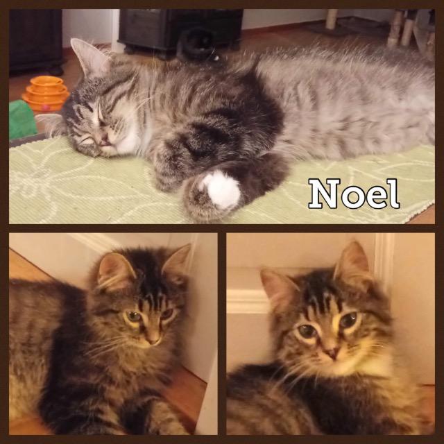 Noel0219.jpg