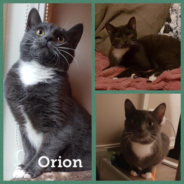 Orion0219.jpg