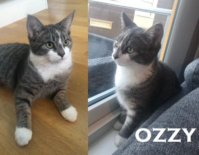 Ozzy0119.jpg