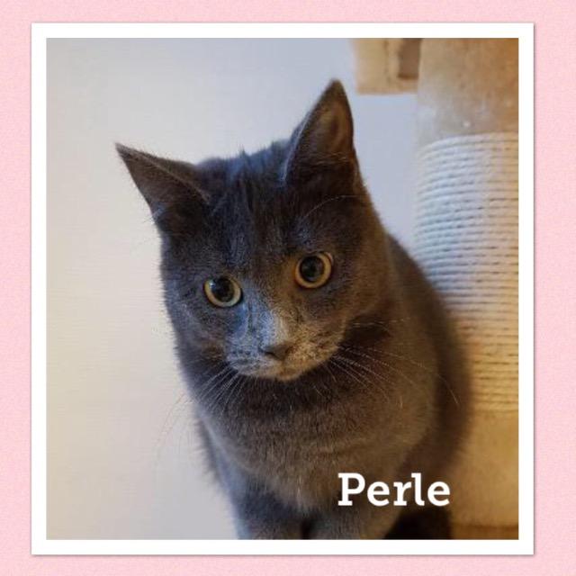 Perle0119.jpg