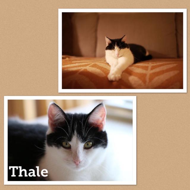 Thale0219.jpg