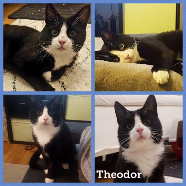 Theodor0119.jpg