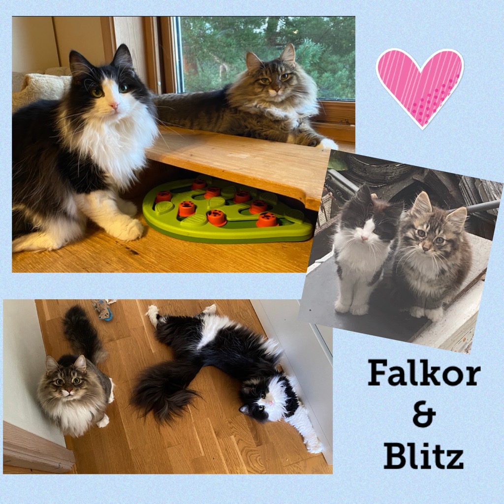 Falkorblitz0922.jpg