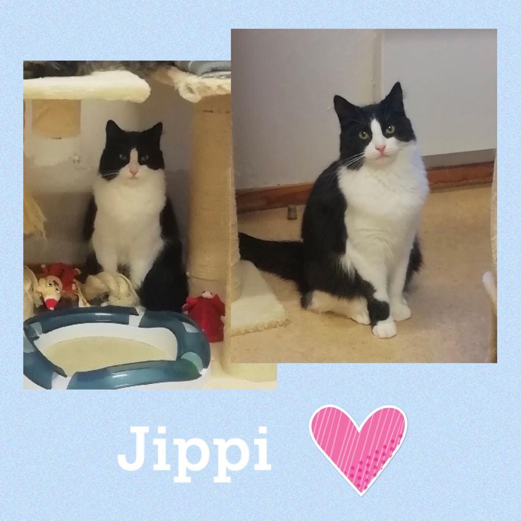 jippi0522.jpg