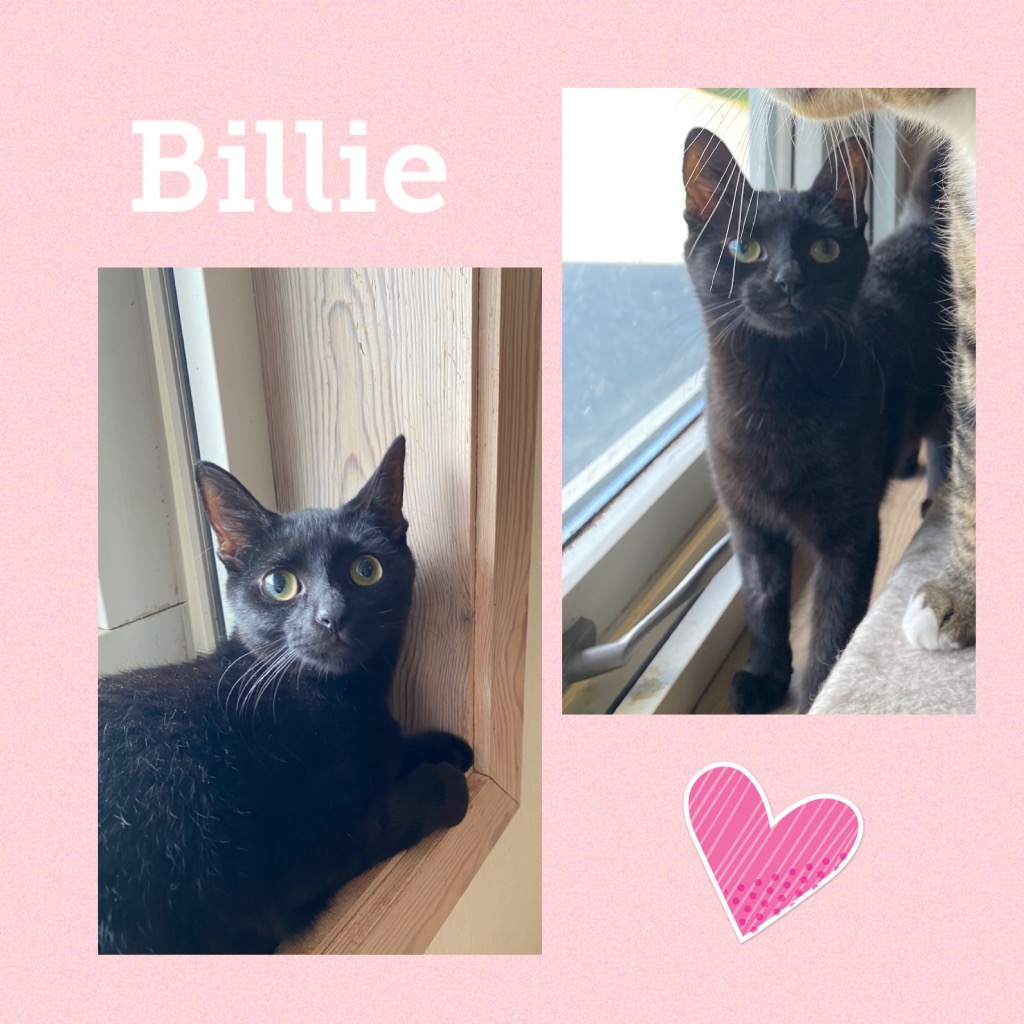 BILLIE0823.jpg