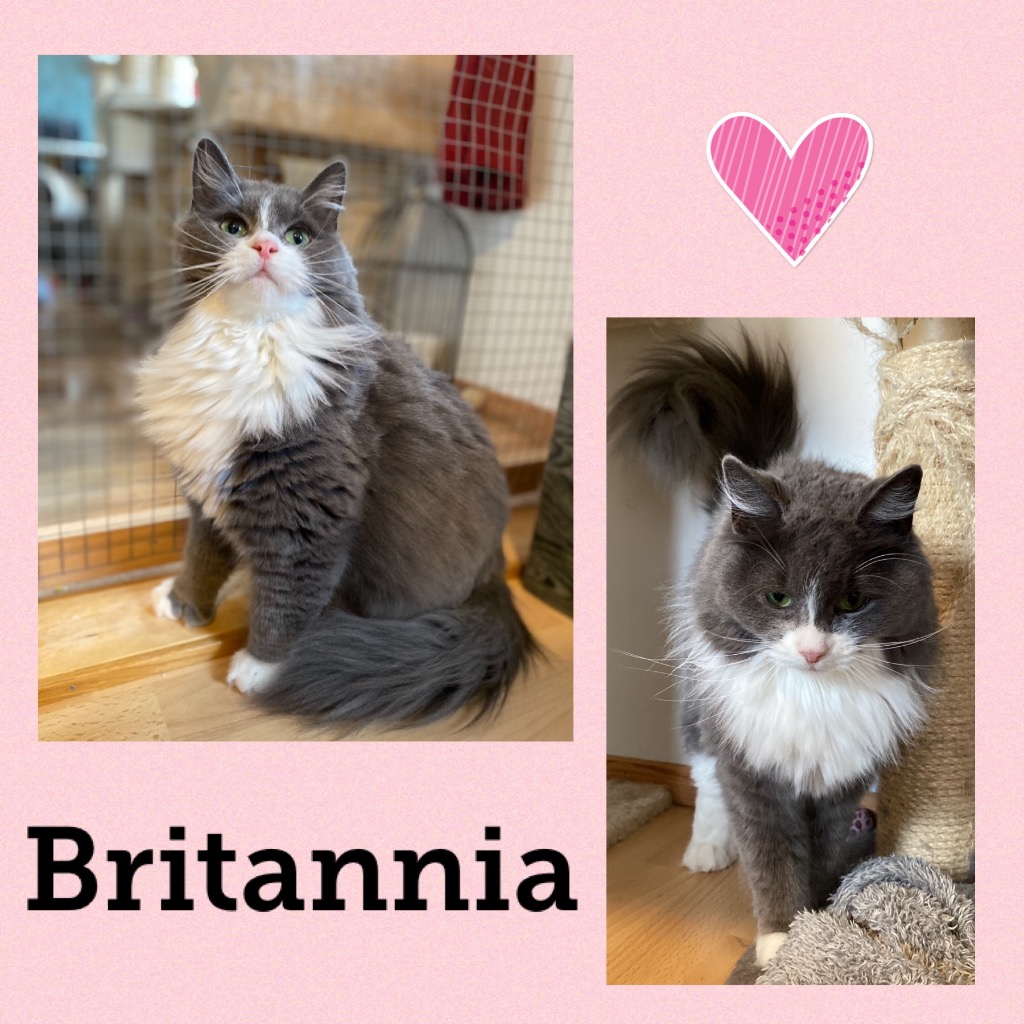 britannia0724.jpg