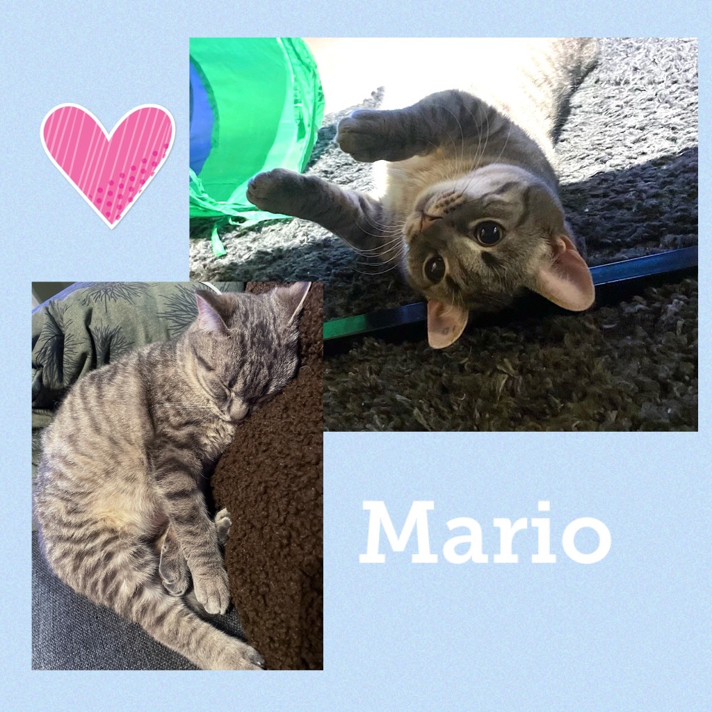 mario0323.jpg