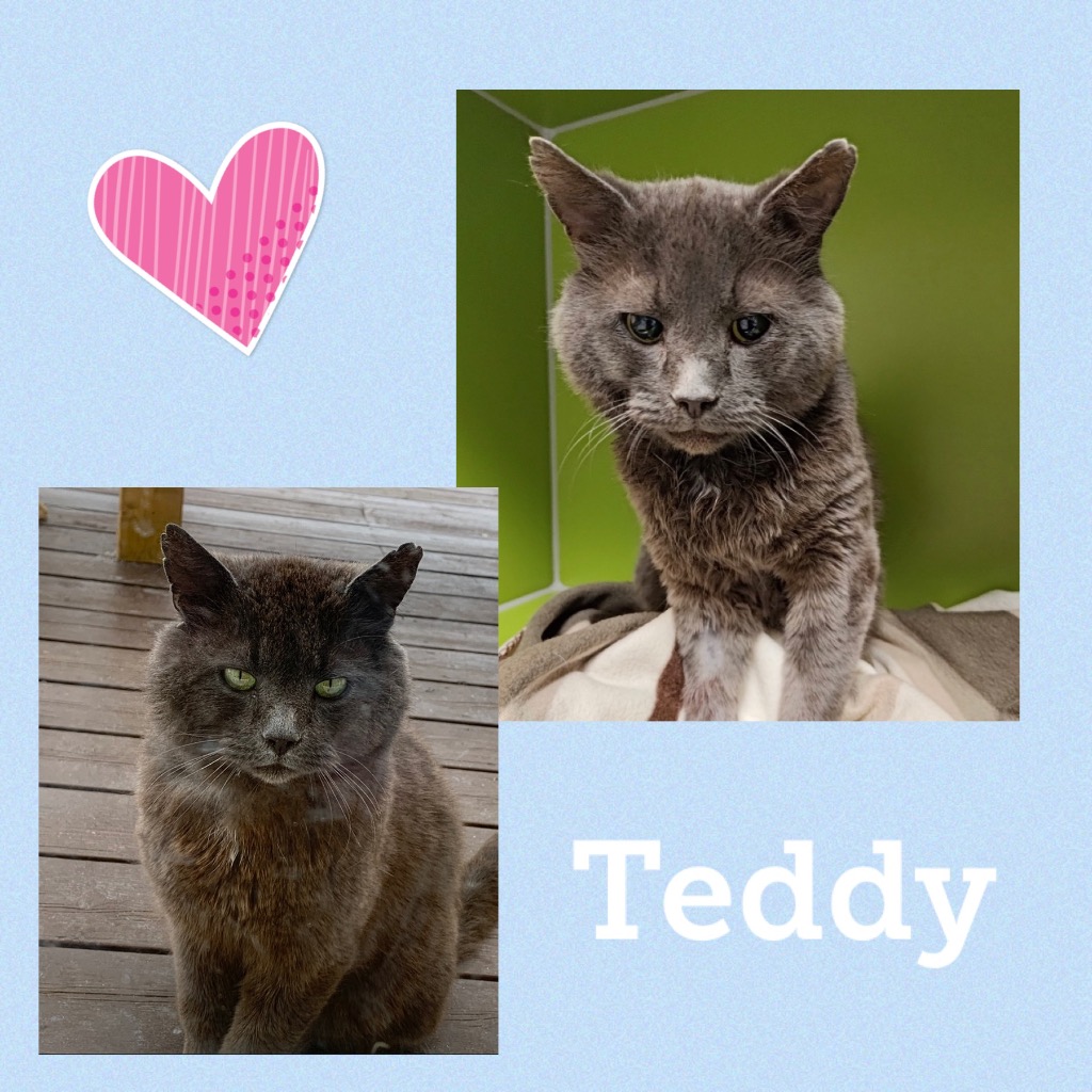 teddy0123.jpg