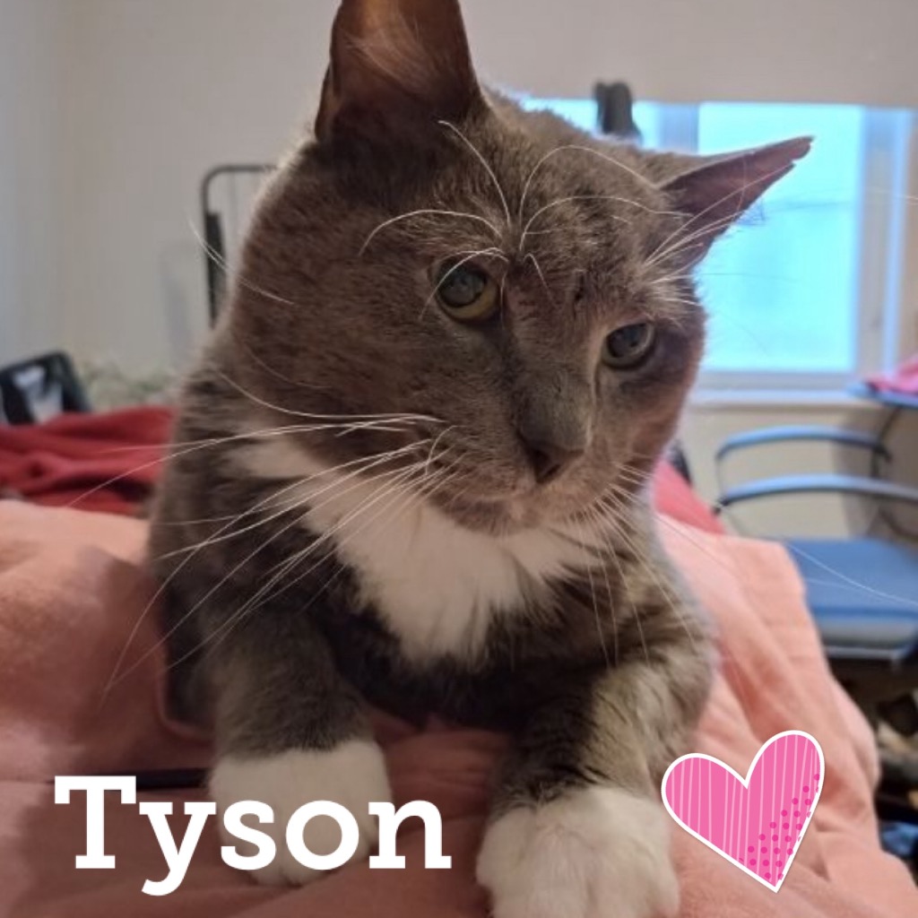 tyson0724.jpg