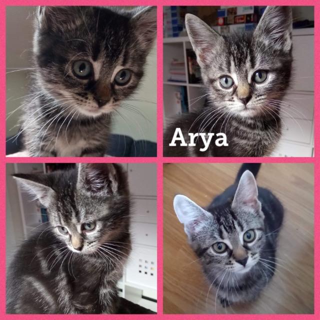 Arya0819.jpg