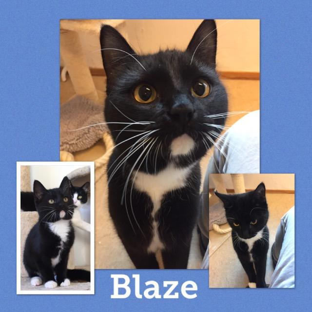 Blaze0519.jpg