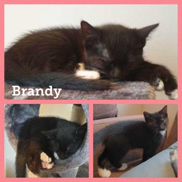 Brandy0719.jpg