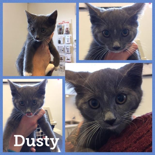 Dusty1119.jpg