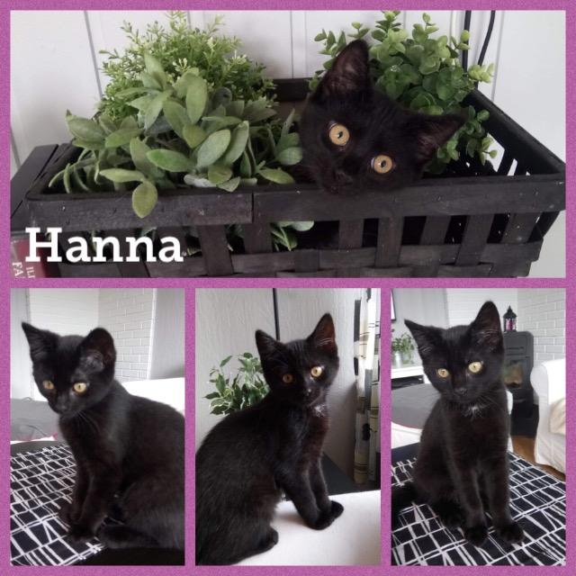 Hanna0819.jpg