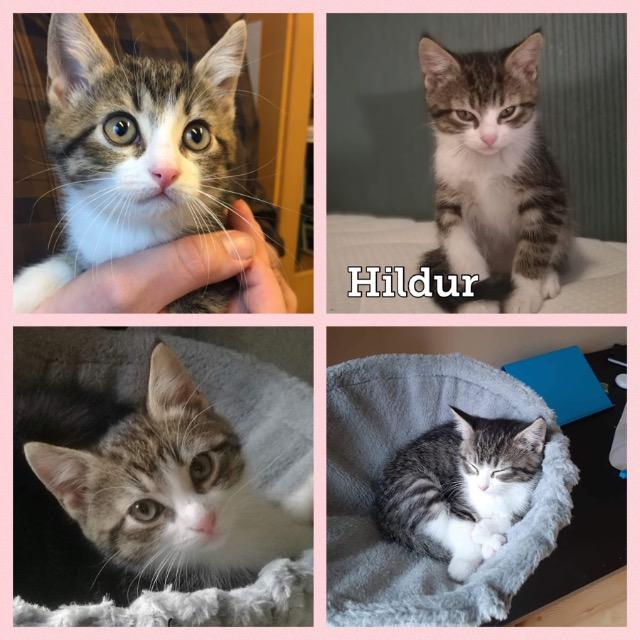Hildur1019.jpg