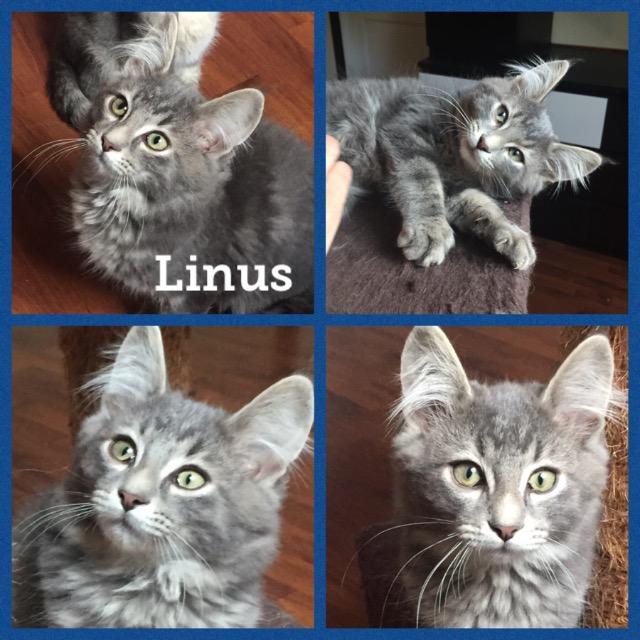 Linus1019.jpg