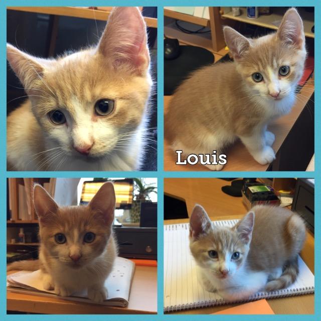 Louis0919.jpg