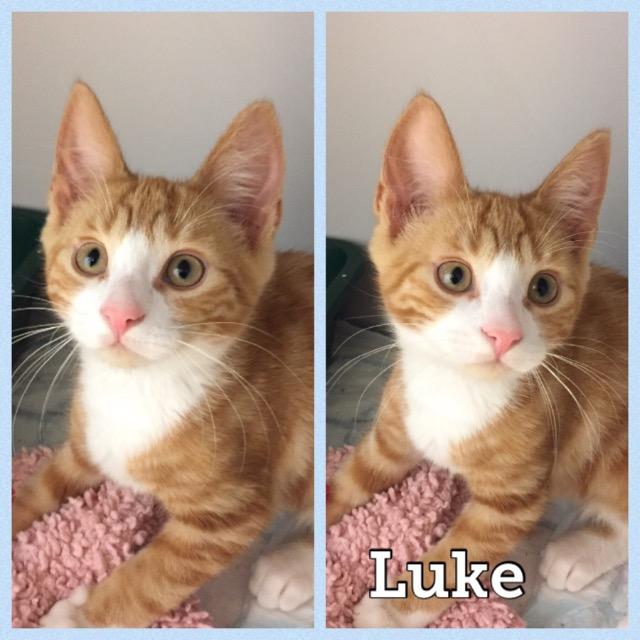 Luke0819.jpg