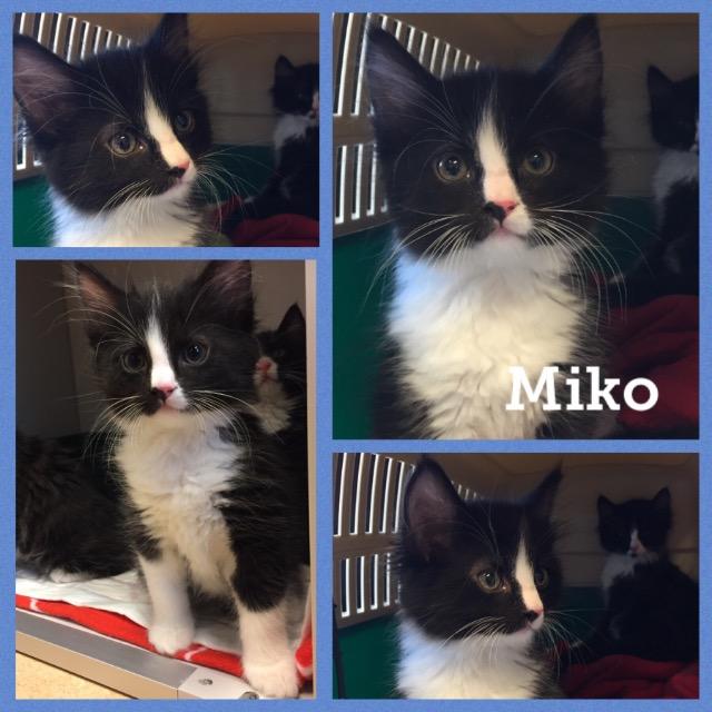 Miko0519.jpg