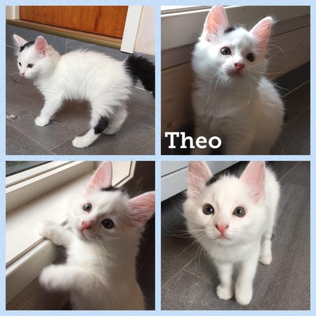 Theo0819.jpg