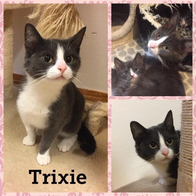 Trixie0319.jpg